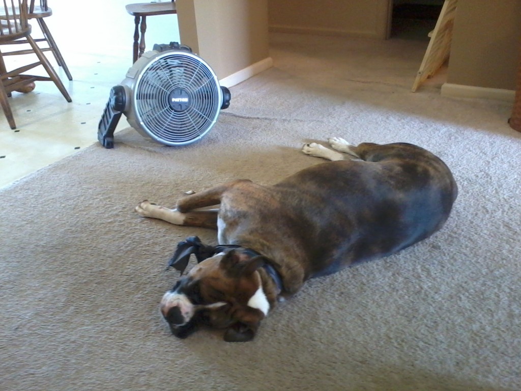 Paxton and the fan 003