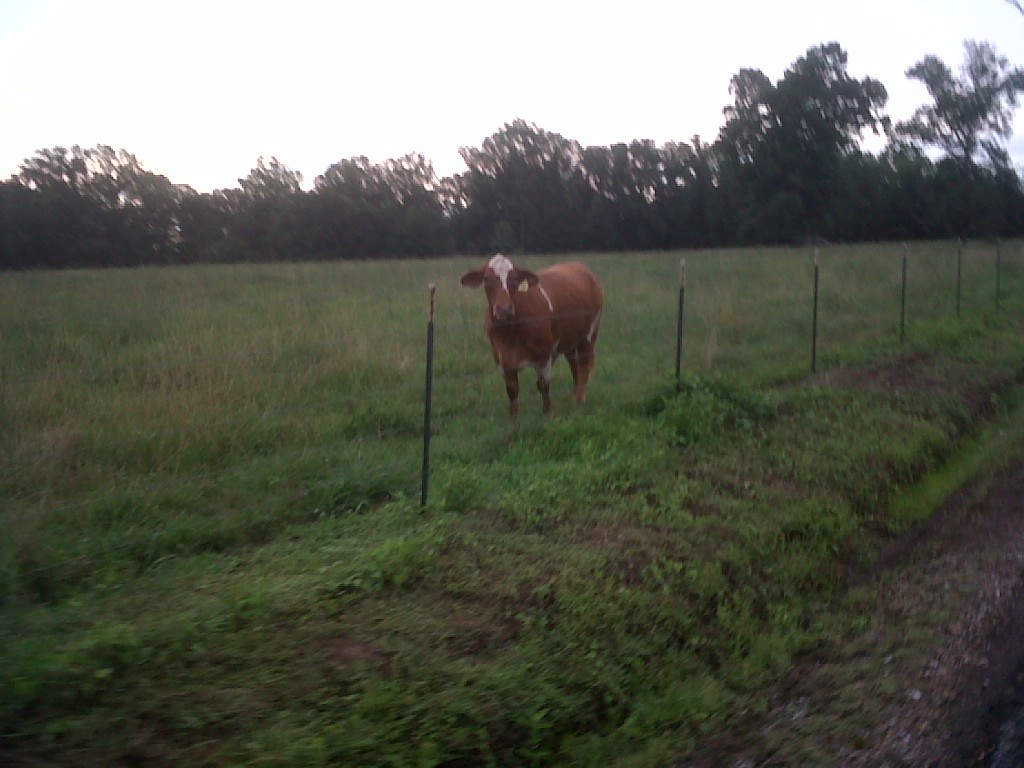 IMG00579-20120612-0638 My new running partner?