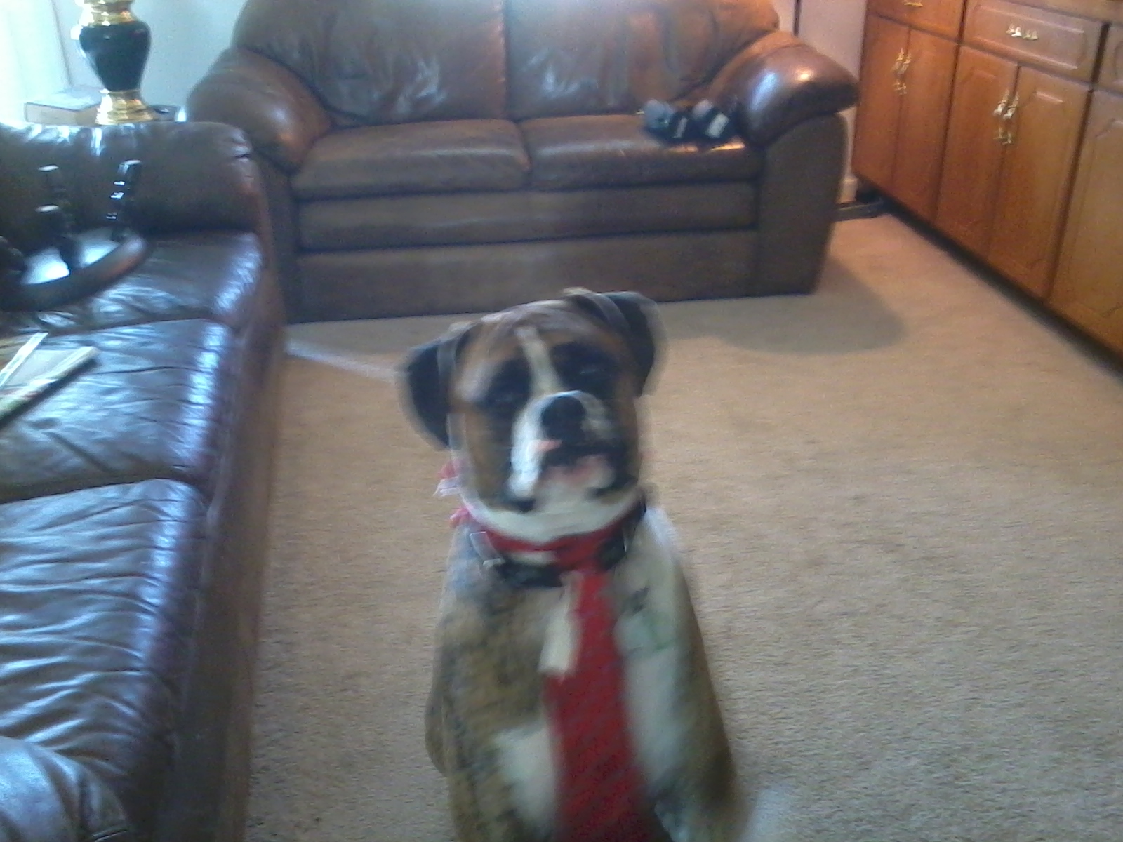 paxton's new tie pic 001