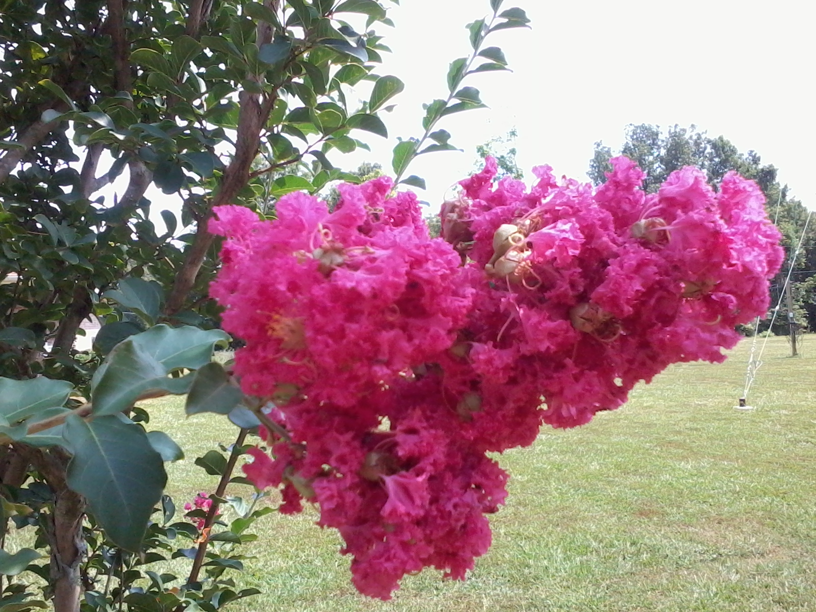 crepe myrtle