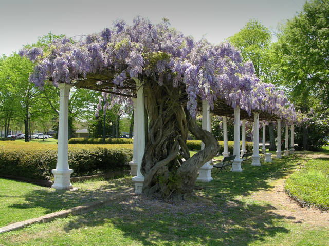 Wisteria
