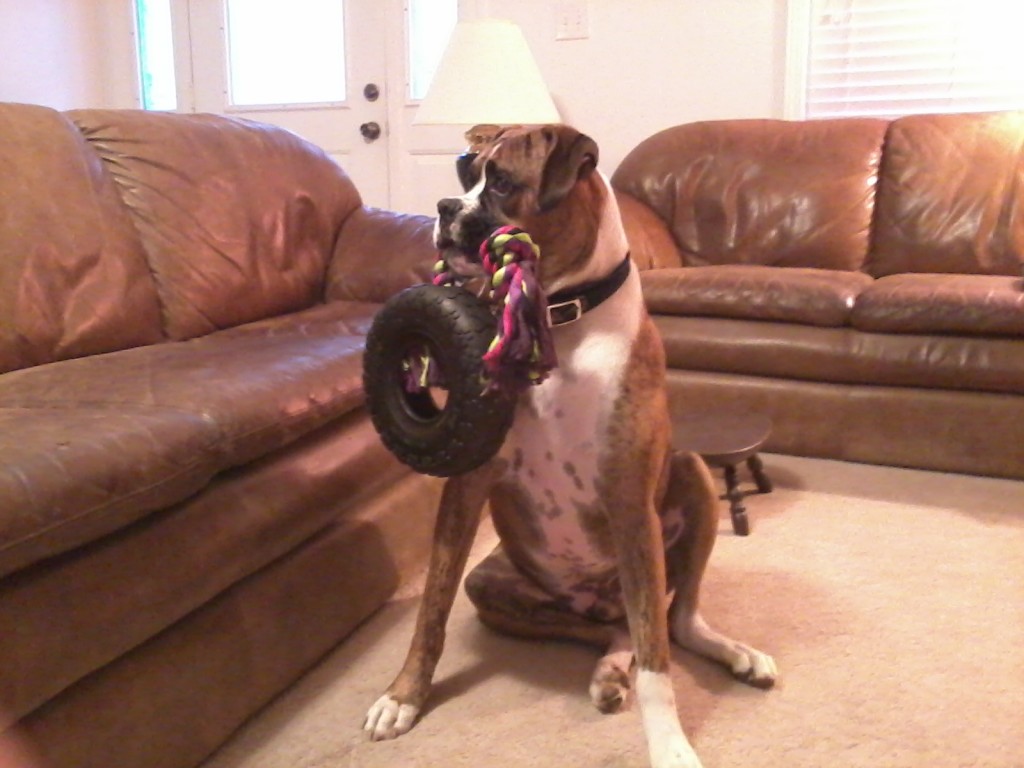 paxton's new toy 002