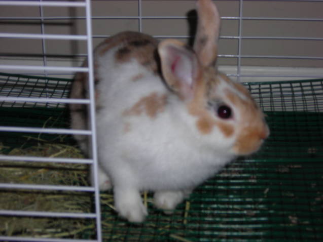 Loki