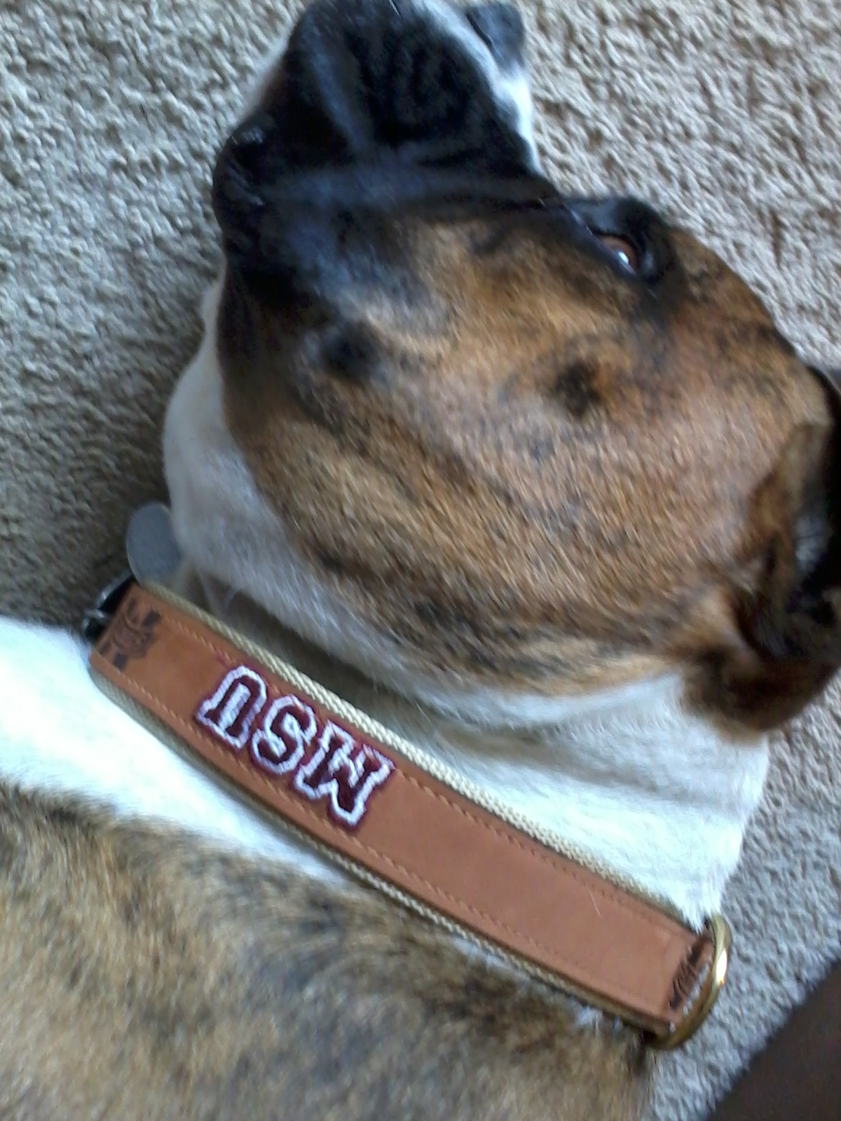 Paxton's new collar 001
