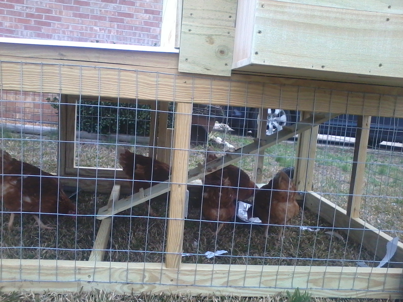 chicken tractor pics 001