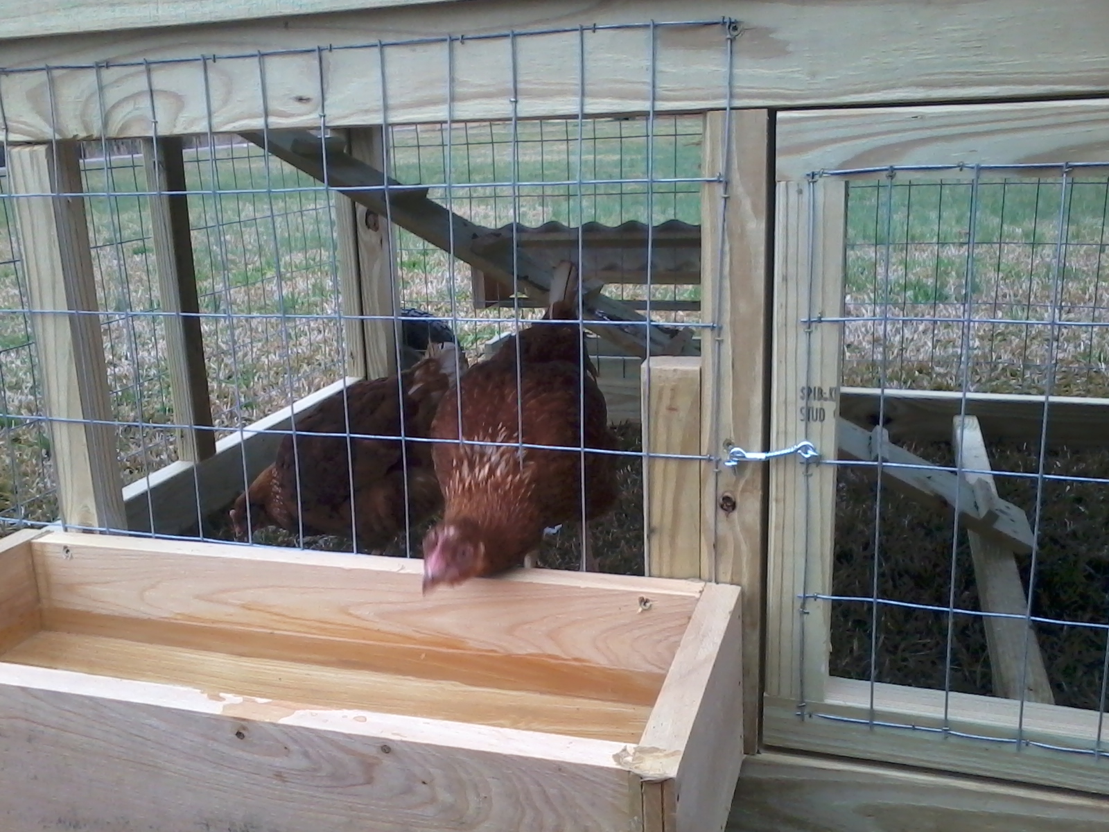 chicken tractor pics 004