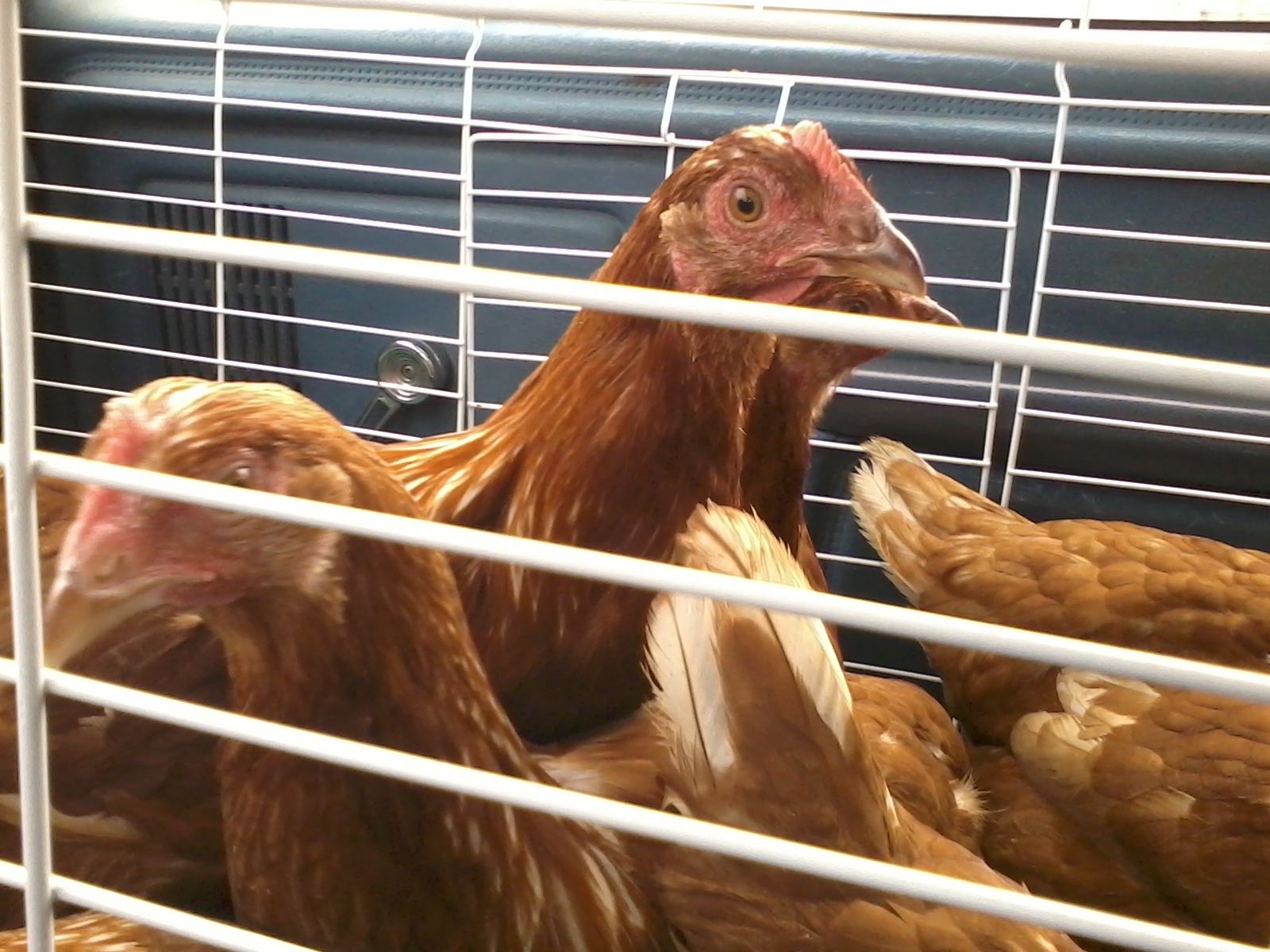 chickens 001