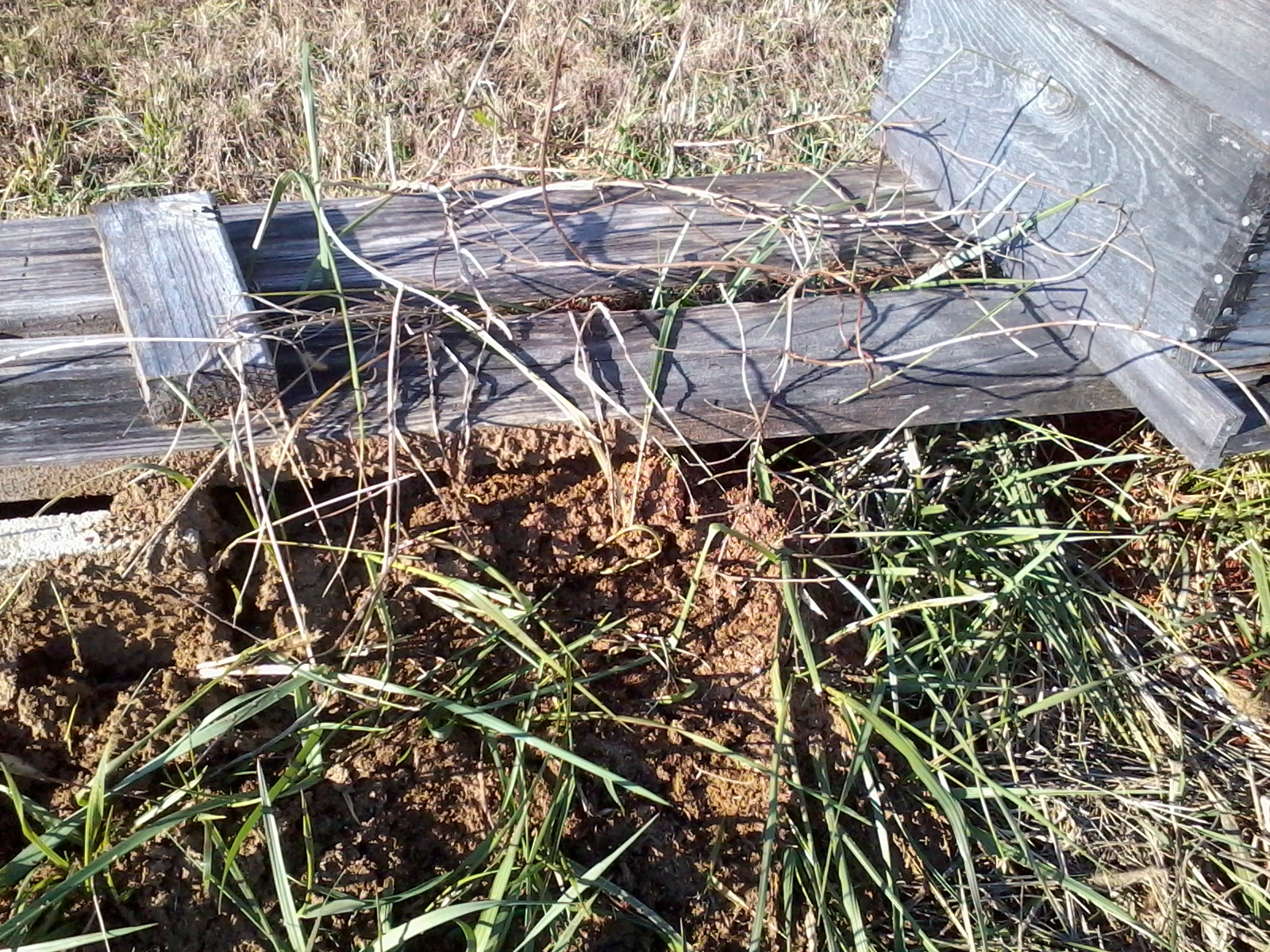 middle hive with fire ant hill 001
