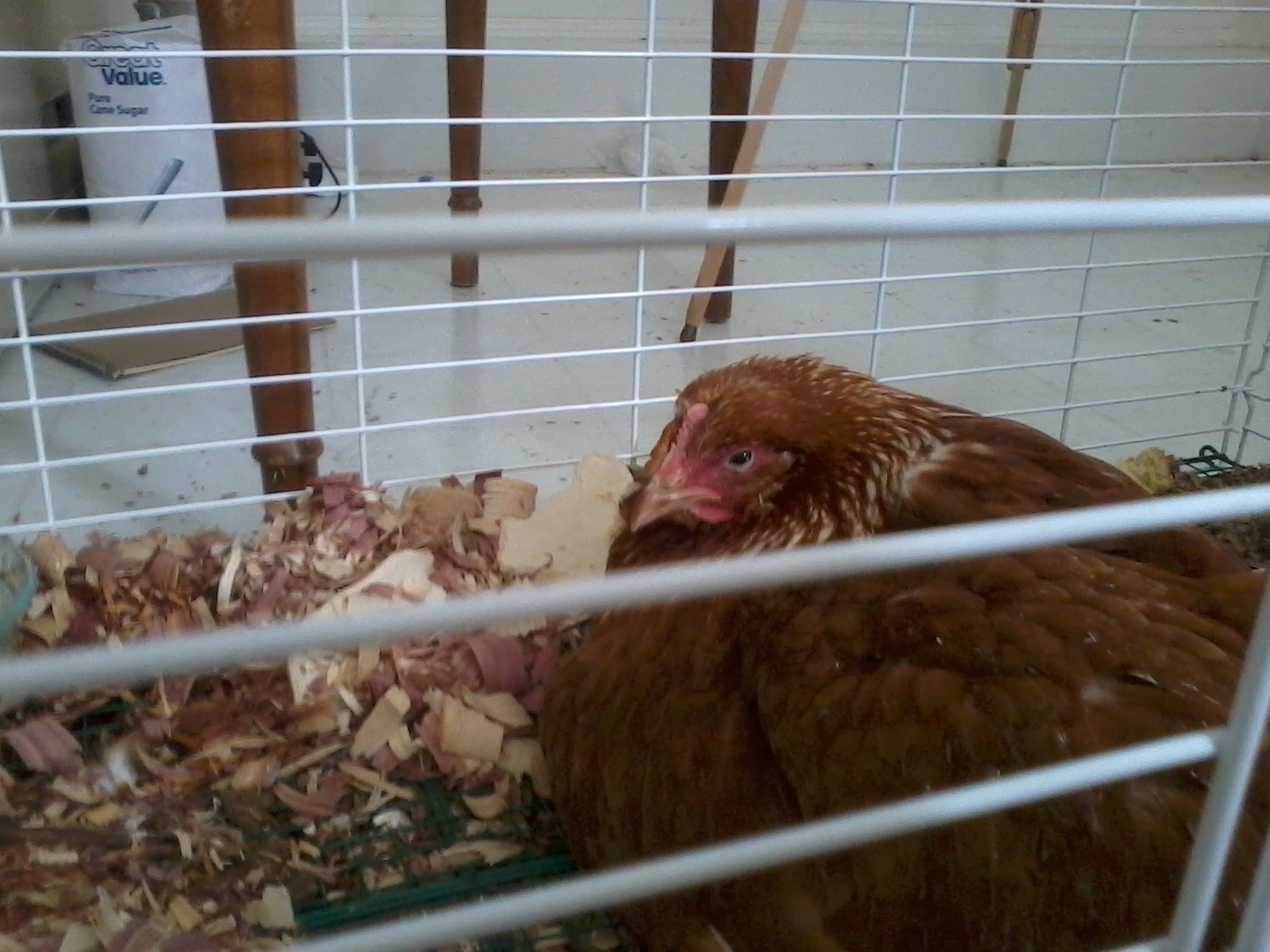 sick chicken and shoes 002
