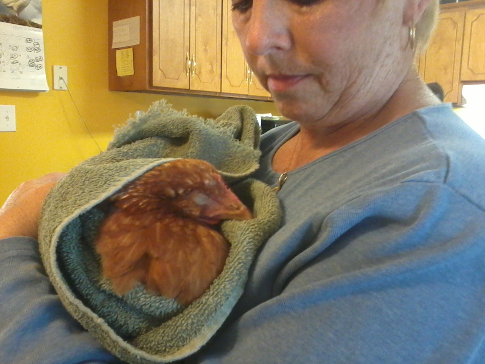 sick chicken in towel 001