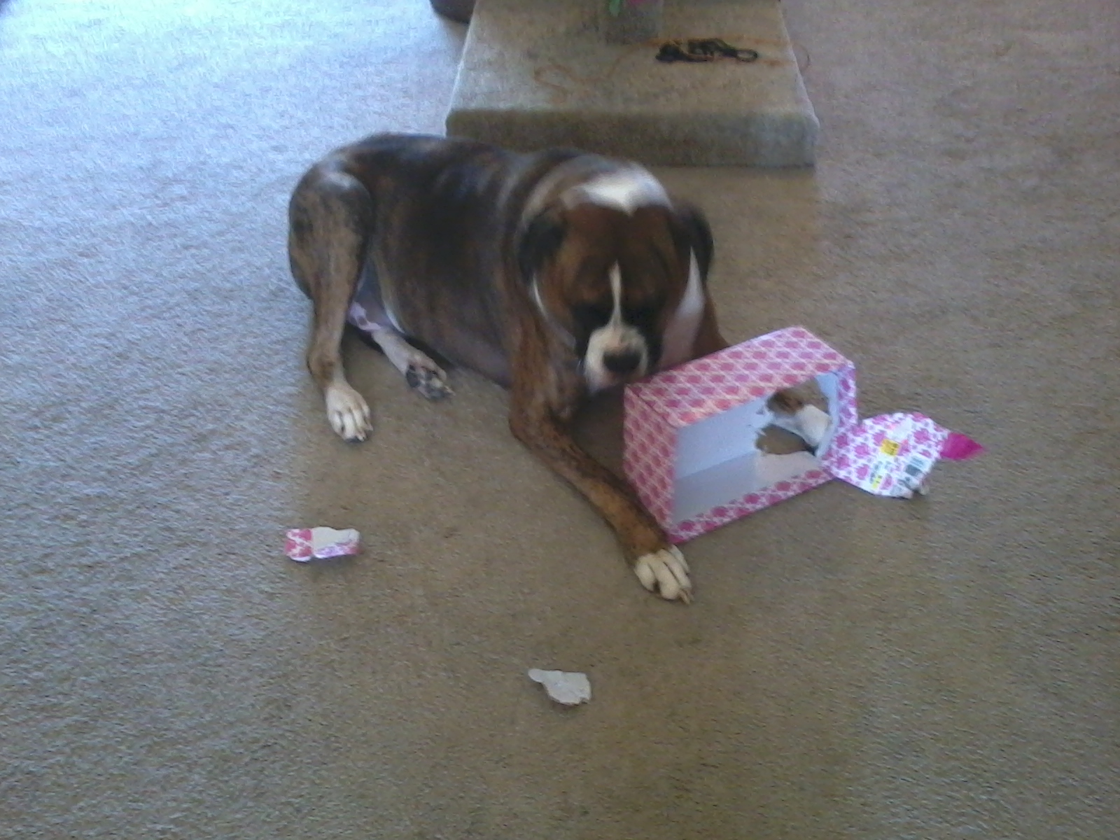 paxton the destoyer 003