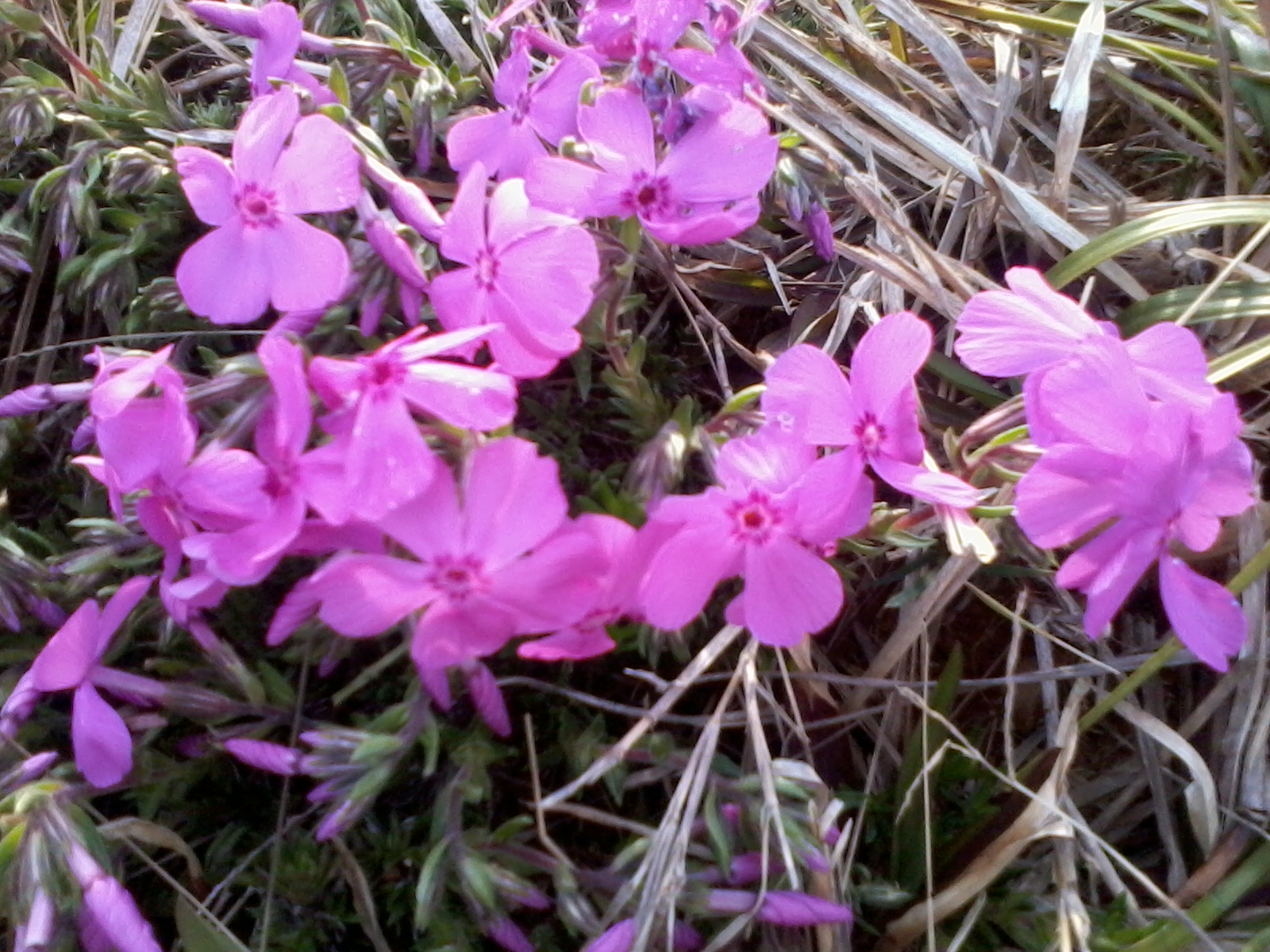 flowers in yars april2 004