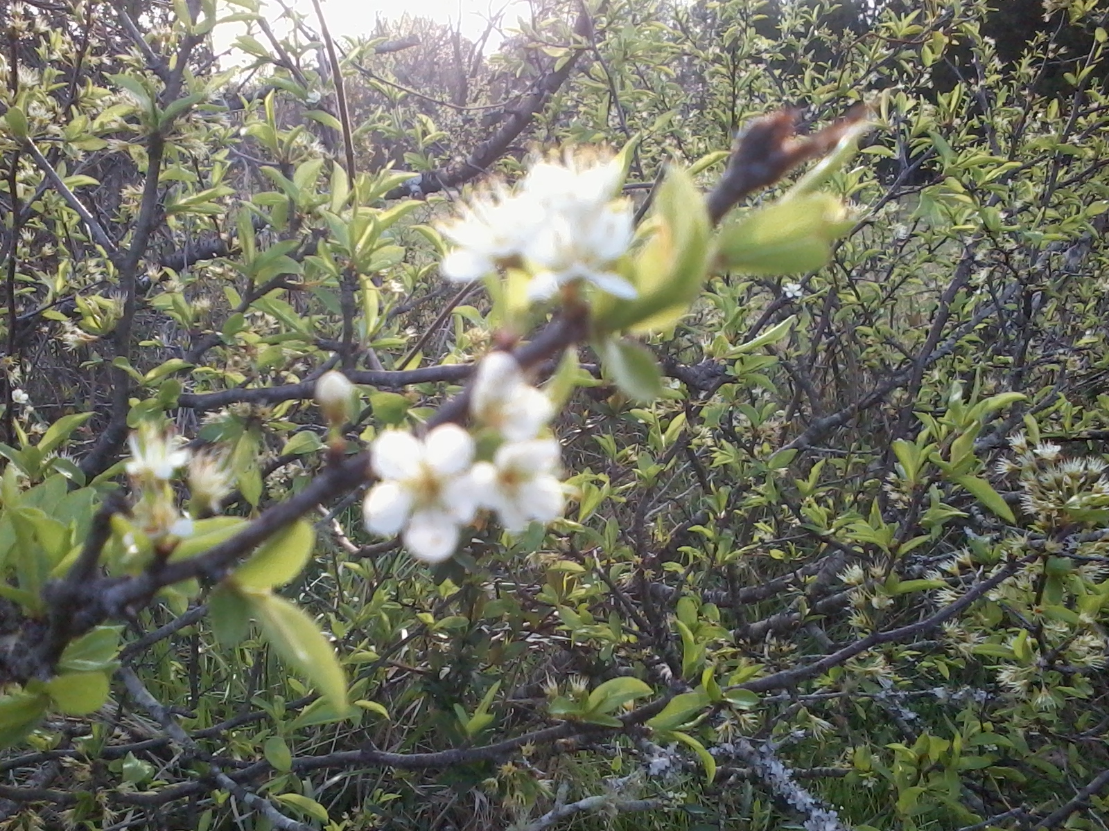 flowers in yars april2 006