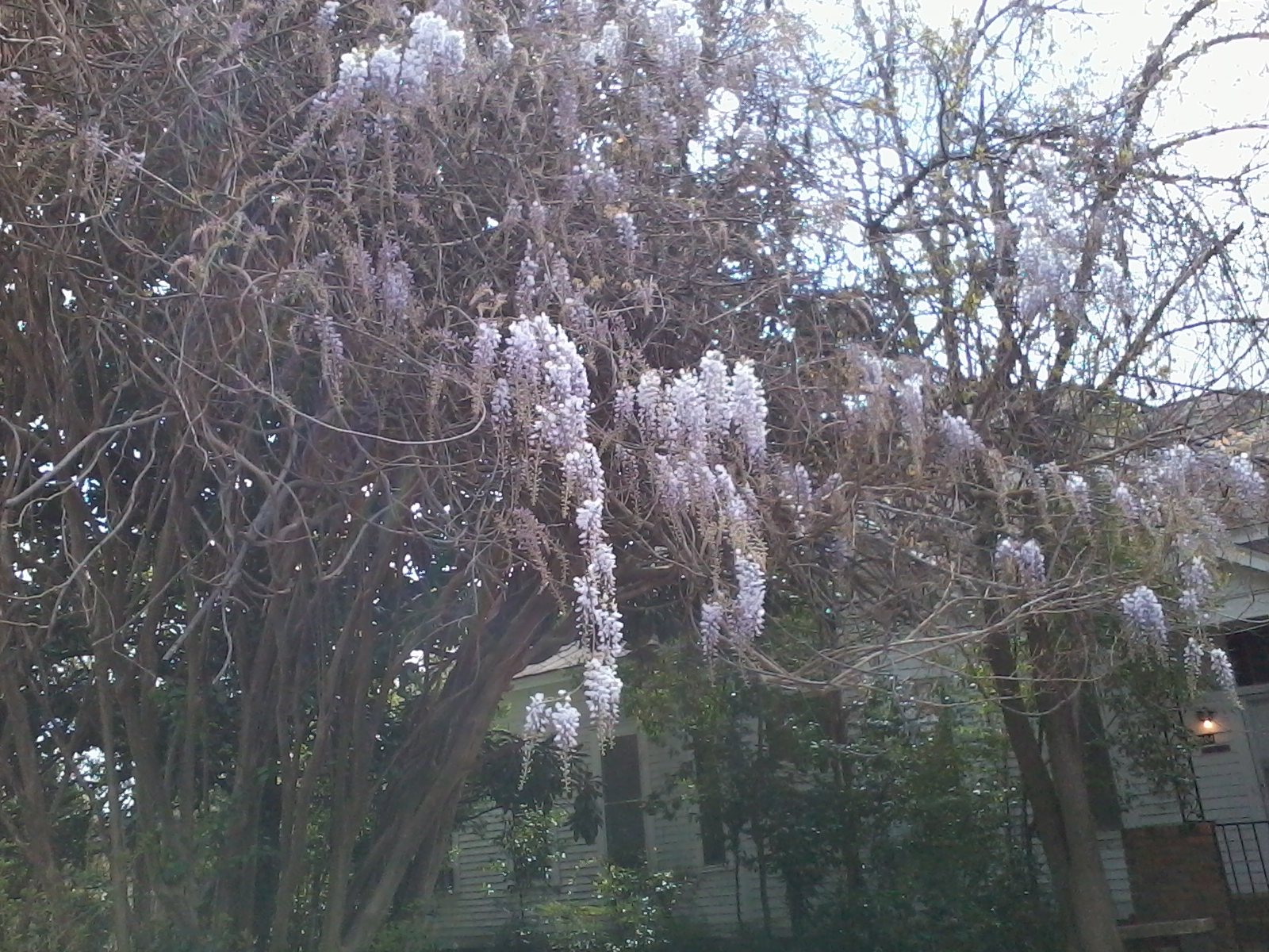 wisteria 001