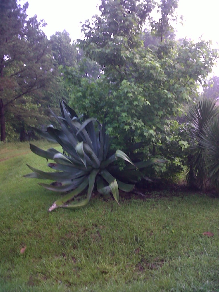 IMG00827-20130518-0703