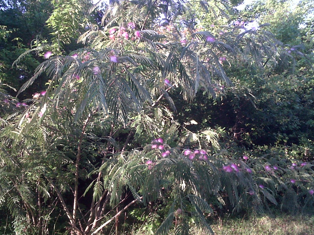 IMG00851-20130615-0659
