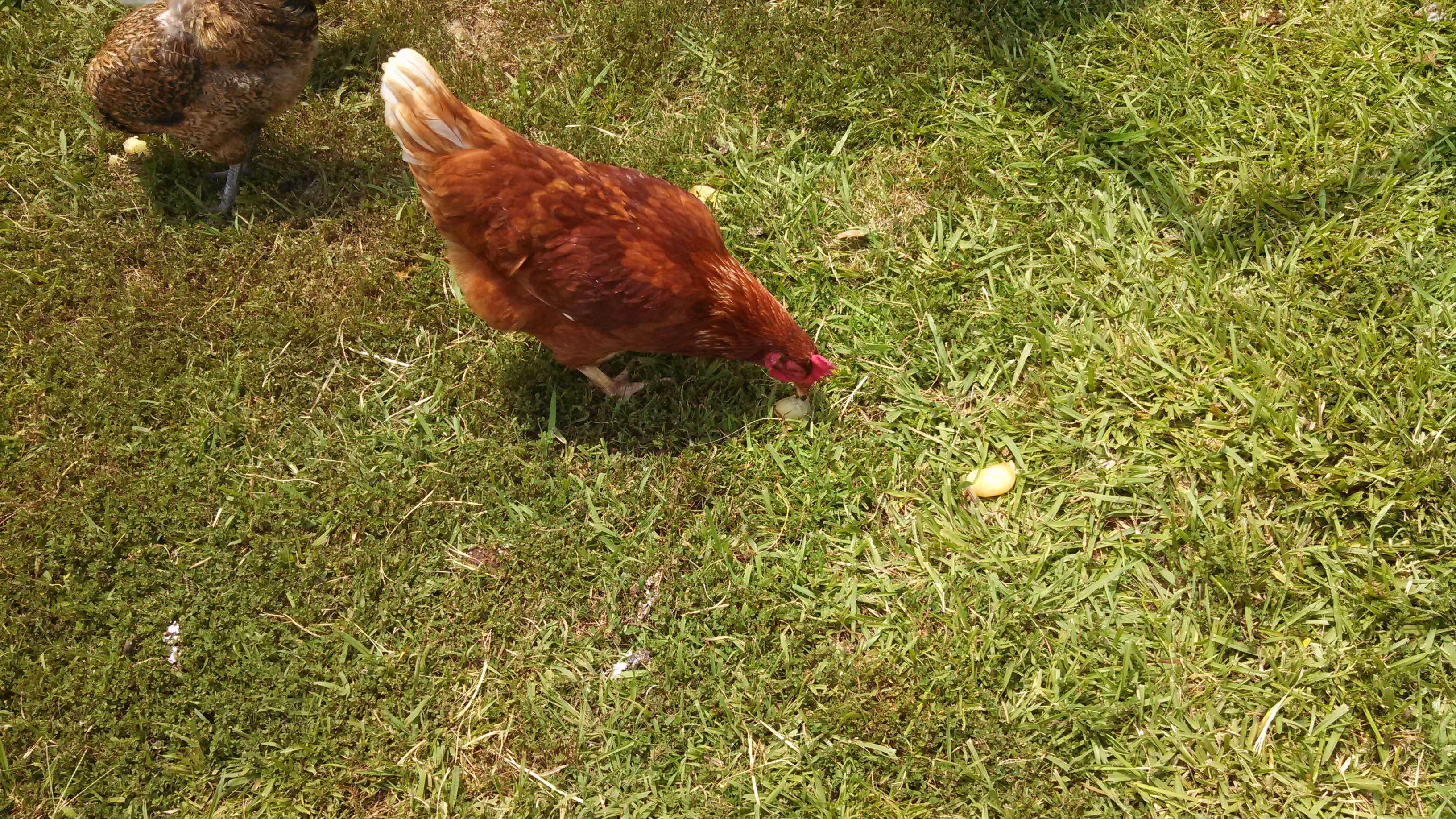 IMG_20130703_135008_078