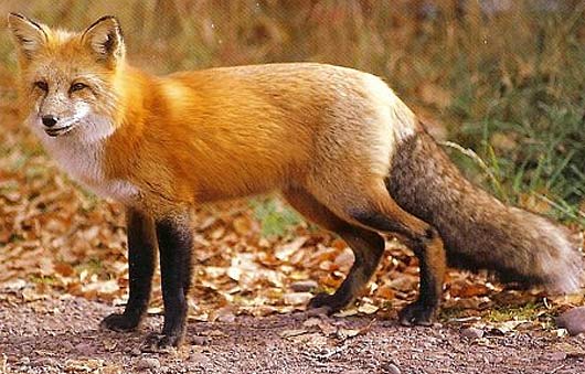 beautifully-colored-fox