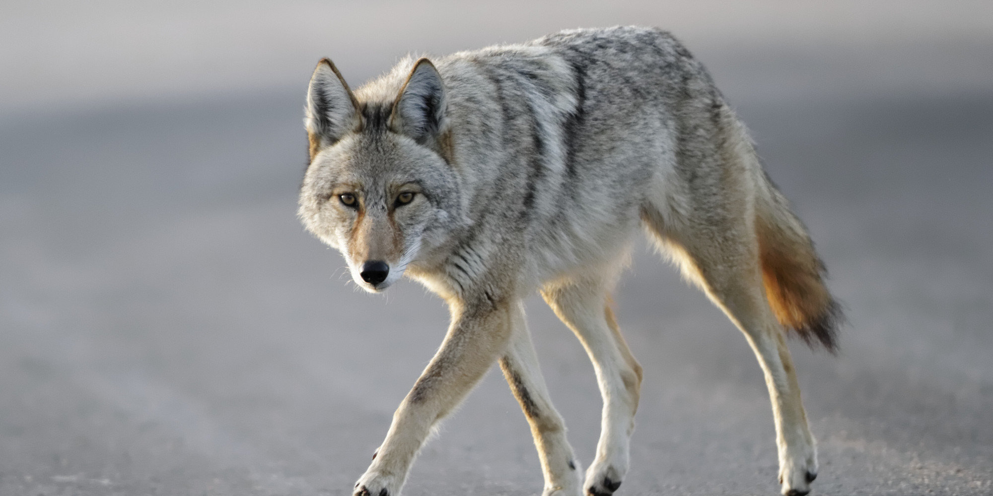 o-COYOTE-facebook