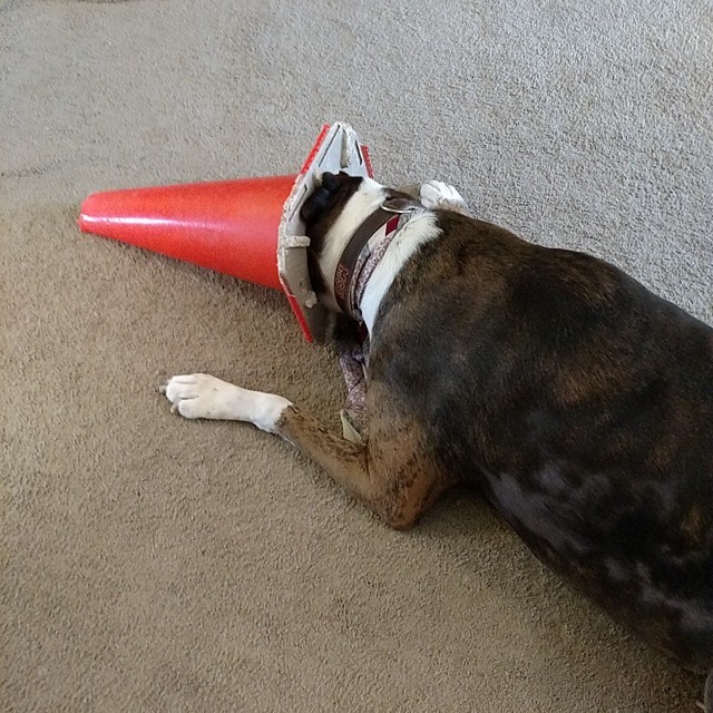 10429342_780325748754230_6492456167687657640_n