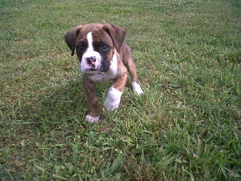 10433126_744484242338381_2853178584040085048_n