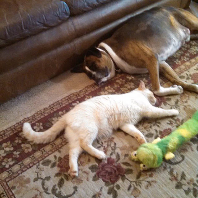 11127869_773553592764779_8128814936600540338_n