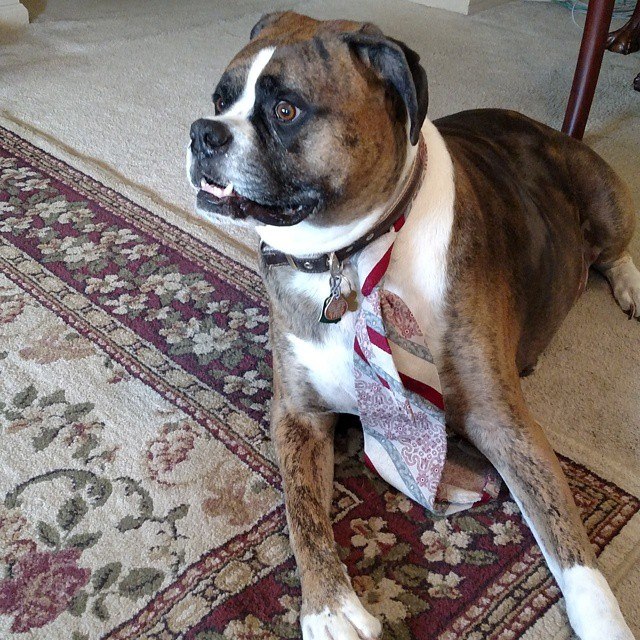 11258370_787618288024976_5321460321628181246_n