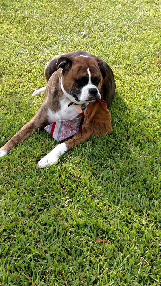 11705091_810499589070179_7586432522759016590_n