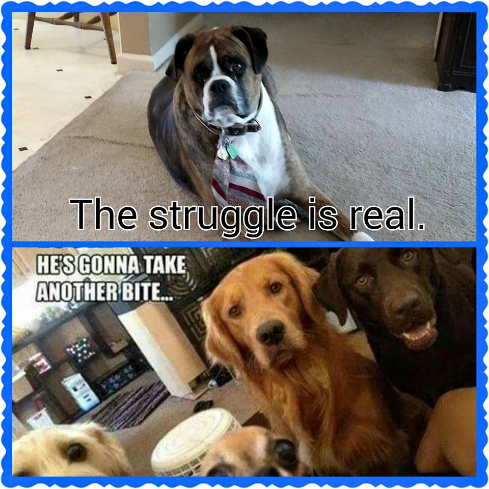 11745852_816124771840994_1208364537015415634_n