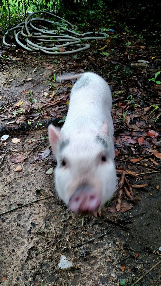 11219120_834684853318319_6737708641796334872_n