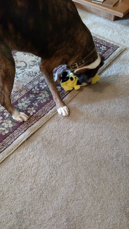 11825072_829902713796533_1073589143727655364_n