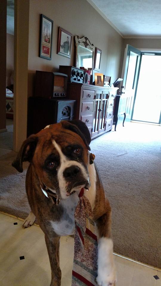 11863425_833792480074223_1509663362009263744_n