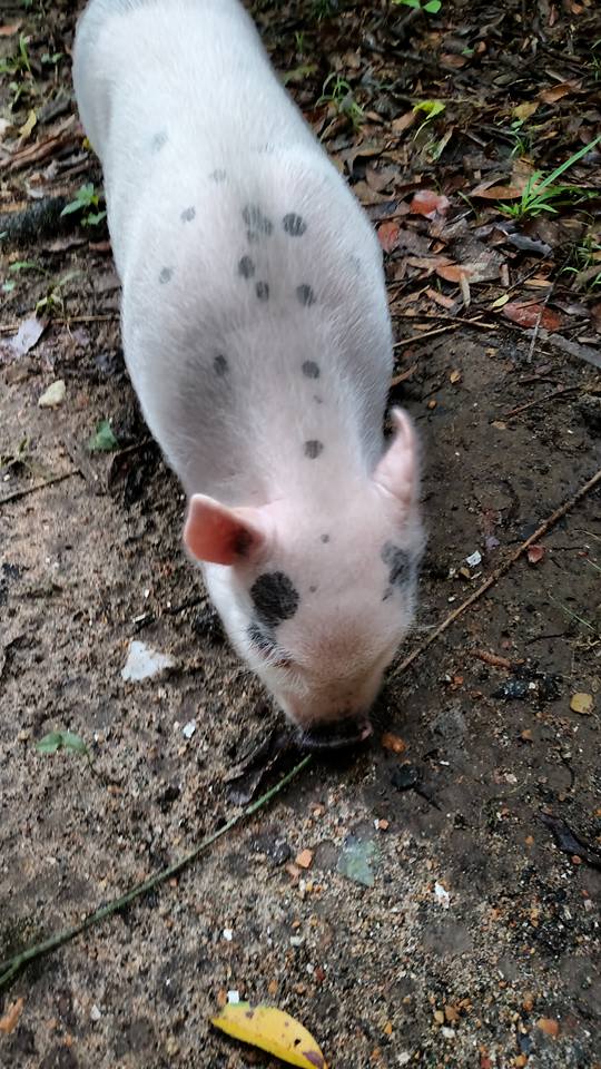 11866305_834673159986155_3734714941322349242_n