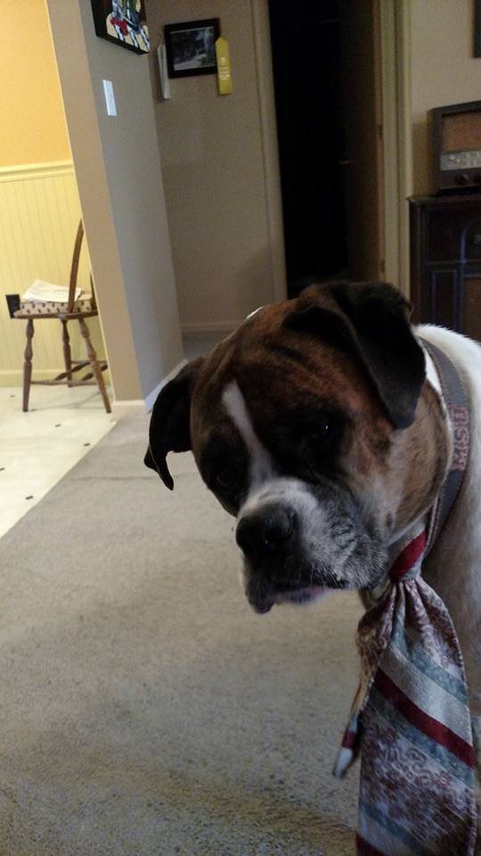 11885314_833495890103882_5459780340691491036_n