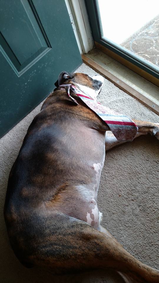 11892241_835918266528311_3014006824048181084_n