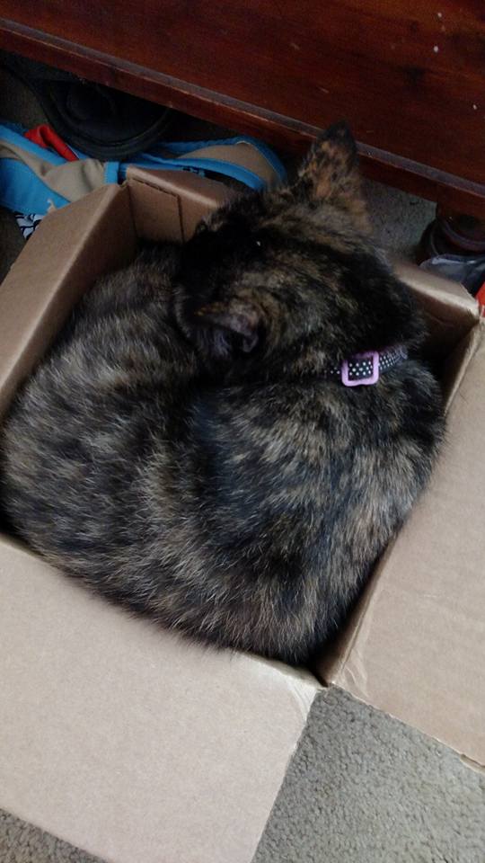 11221290_847562265363911_4117266615967451125_n