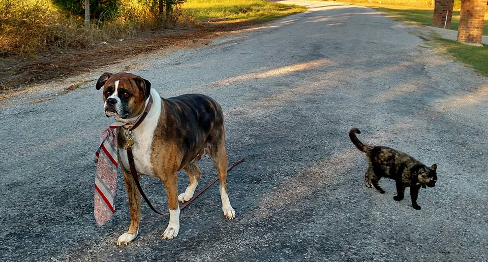 12003957_848428745277263_9077469797789965996_n