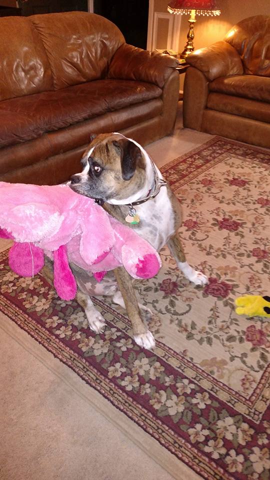 12019765_847824238671047_7319916116953300841_n