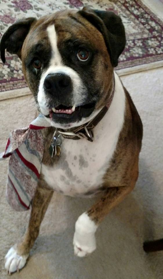 12122398_861507267302744_6402049233109619829_n