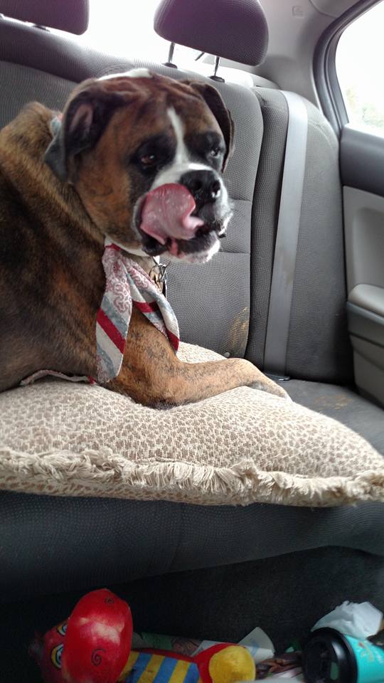 12190931_871556142964523_7884299582176486425_n