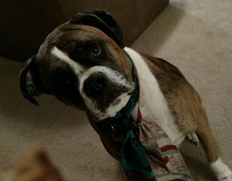 12208666_874245109362293_2942374261214683416_n