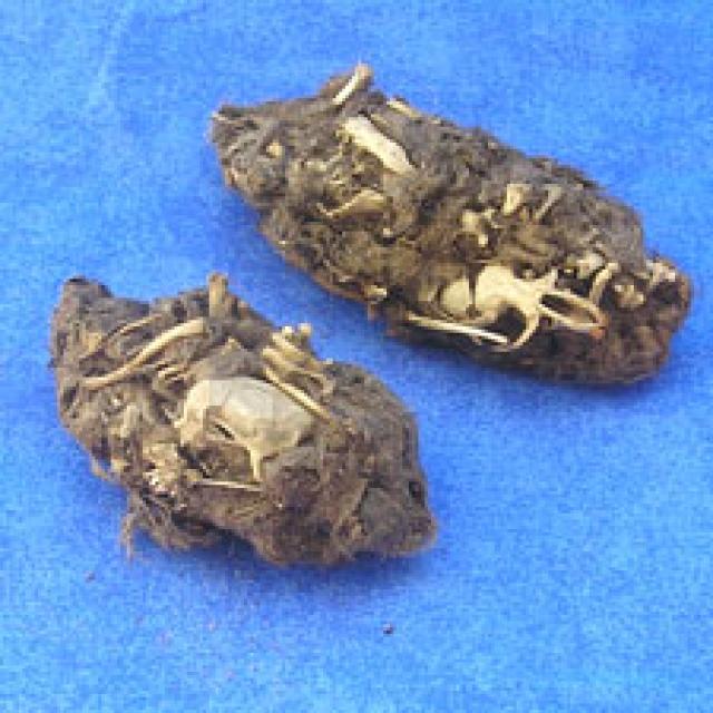 pellet