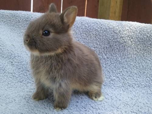 dbba1eaf15278838908a5938de317c3c--baby-bunnies-bunny-rabbits